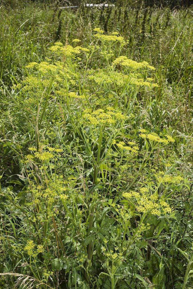Tall flowering wild parsnip with yellow-green umbels rising above meadow grass