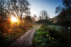 Frosted path beside reeds and misty water at sunrise, sun flaring through bare trees
