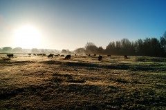 Herd of black cattle on a frosty field at sunrise with low mist and long shadows
