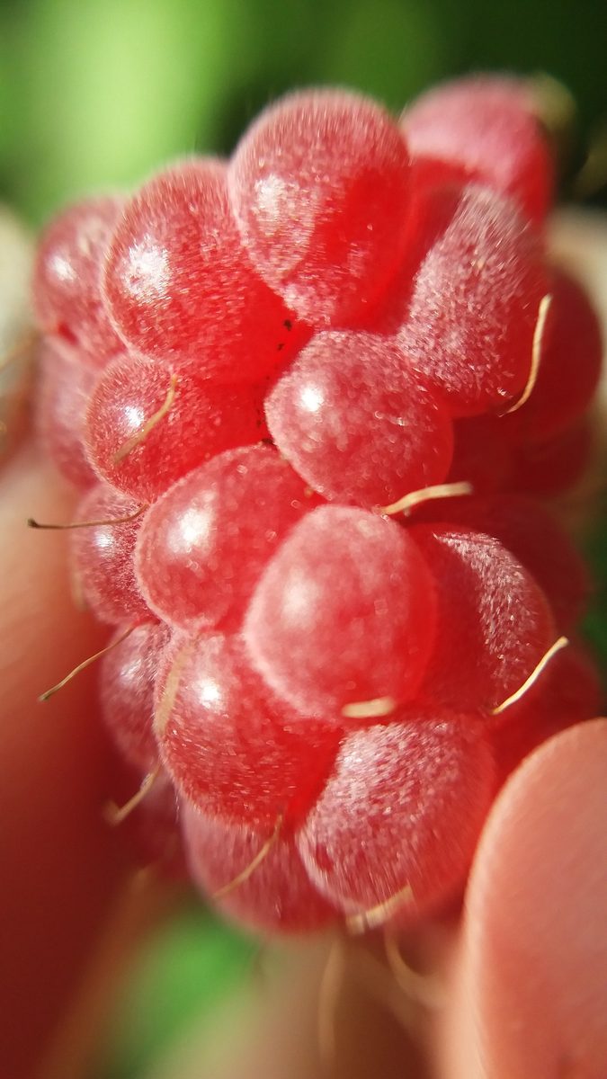 Extreme close-up of a red raspberry’s drupelets with fine hairs against blurred green foliage